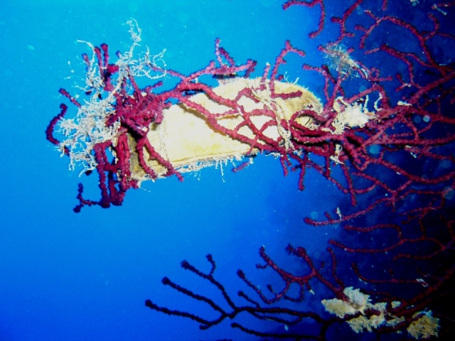  Las bellezas de nuestro mar 